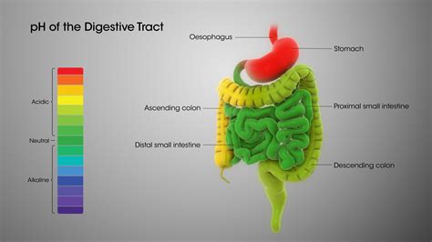 Unconscious Desires: What the Eruption of Intestinal Contents Symbolizes