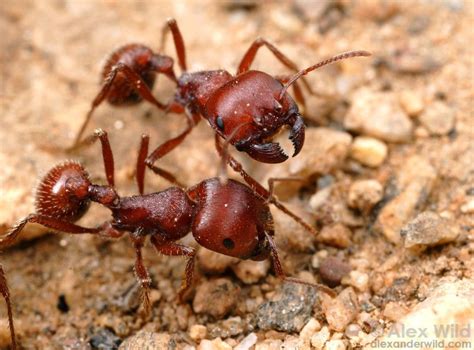 Unconscious Fears: Exploring the Fear Factor of Dreaming About Red Harvester Ants