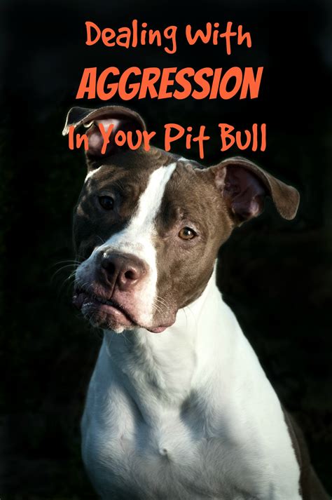 Unconscious Trauma: How Past Experiences Shape Dreams of Pitbull Aggression