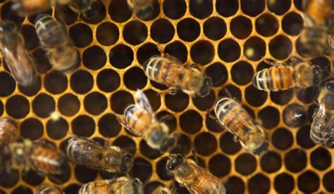 Uncover the Secrets of Honey Bee Economy