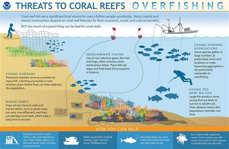 Uncovering the Ecological Implications: Impact on Marine Life