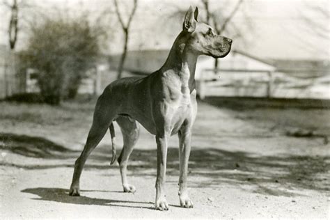 Uncovering the Elegantly Enormous: The History and Origins of the Majestic Great Dane