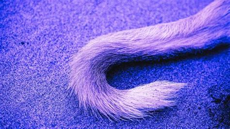 Uncovering the Hidden Meanings in Feline Tail Dreams