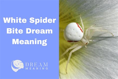 Uncovering the Hidden Messages of Spider Bites in Dreams