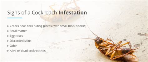 Uncovering the Hiding Spots: How to Identify Roach Infestations