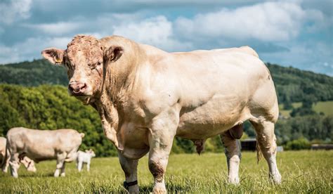 Uncovering the Range of Enormous Bovine Breeds Worldwide