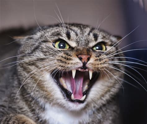 Uncovering the Subconscious Insecurities Reflected in Feline Aggression