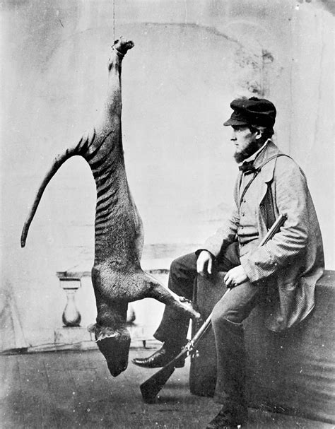 Uncovering the Thylacine's Unique Reproduction