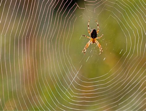 Understand the Fascination: Unraveling the Mystery of Spider Chasing Dreams