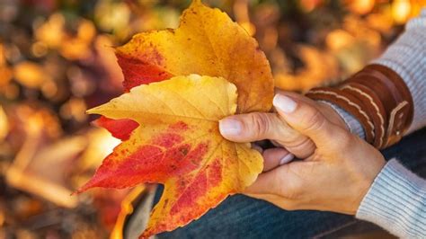 Understanding Autumn's Physical Attributes