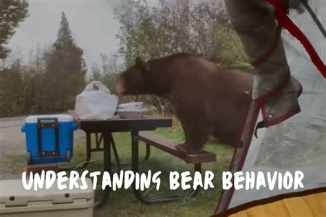 Understanding Bear Behavior and What Drives Them to Intrude Residential Dwellings