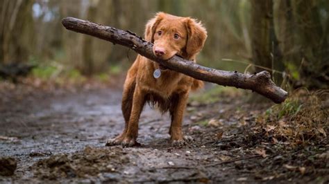 Understanding Canine Psychology: Unlocking the Inner World of our Canine Companions