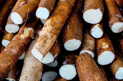 Understanding Cassava: A Versatile Crop with Multiple Uses