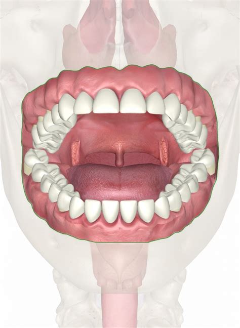 Understanding Dream Symbols: The Enlargement of the Oral Cavity