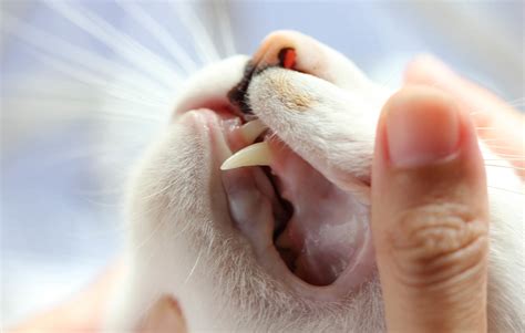 Understanding Dreams about Broken or Missing Feline Teeth