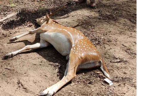 Understanding Dreams of Being Bitten By a Deer