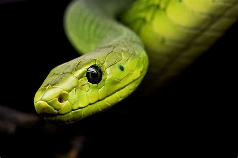 Understanding Dreams of Being Pursued by a Venomous Snake as a Symbol of Personal Transformation