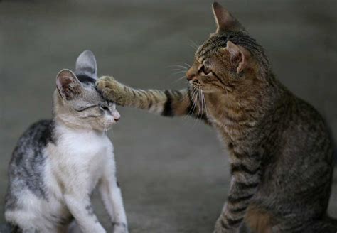 Understanding Group Behaviors: How Cats Communicate with Each Other