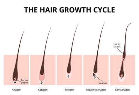 Understanding Hair Growth: From Roots to Ends