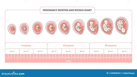Understanding Pregnancy Loss in the Later Stages: Defining the Phases and Timeframes