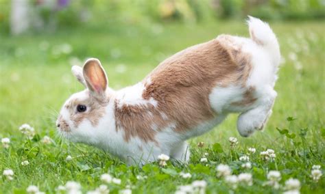 Understanding Rabbit Behavior: Common Habits and Body Language Signals