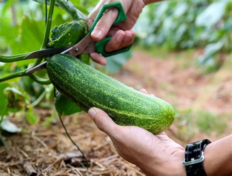 Understanding Symbolic Growth behind the Act of Harvesting Fresh Cucumbers