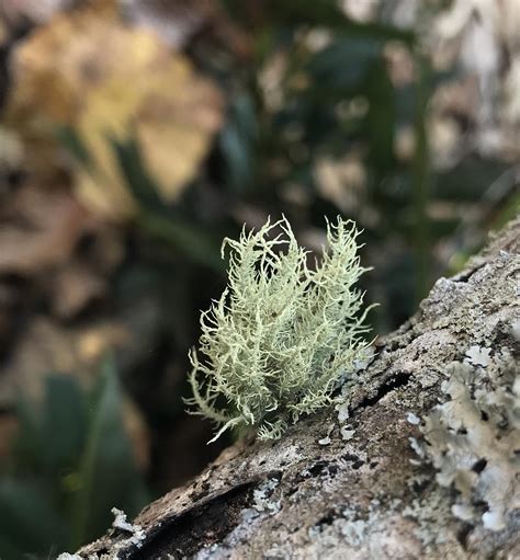 Understanding Usnea Lichen