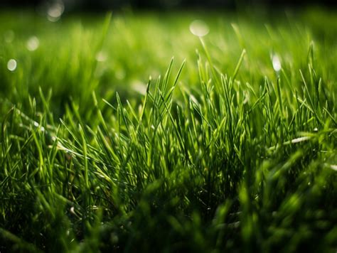 Understanding Varied Lawn Conditions in Dreams