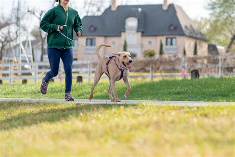 Understanding and Addressing the Exercise Requirements of Various Dog Breeds