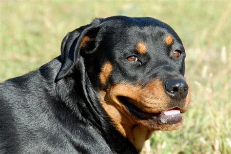 Understanding and Coping with Nightmares about Rottweiler Aggression