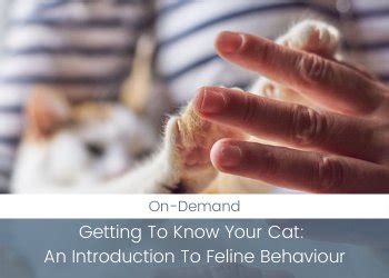 Understanding and Responding to Your Feline Companion's Dreaming Behavior