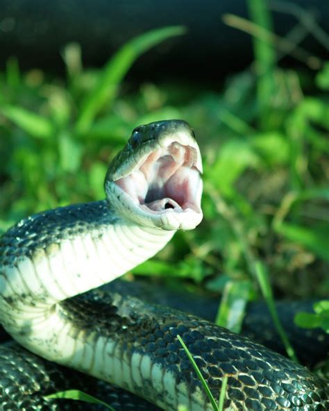 Understanding the Anxiety and Dread Surrounding Dreams of Snake Bites