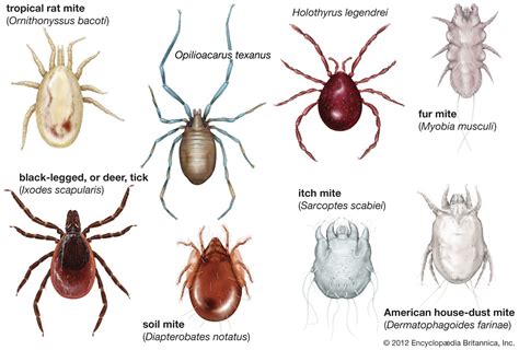 Understanding the Apprehension towards Arachnid Parasites