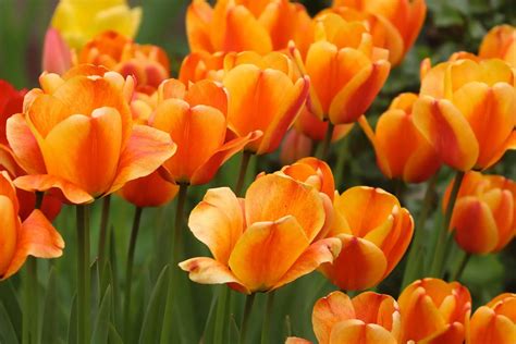 Understanding the Beauty and Symbolism of Captivating Orange Tulips