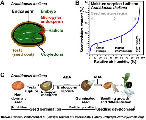 Understanding the Biology of Seed Development