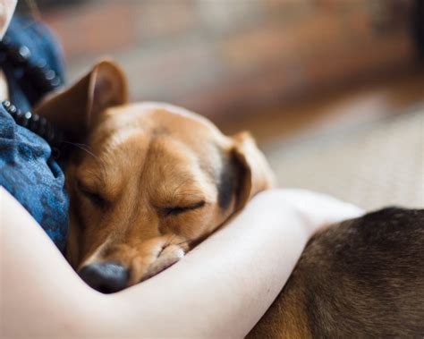 Understanding the Bond with Your Beloved Pet