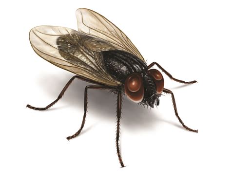 Understanding the Challenge Presented by House Flies