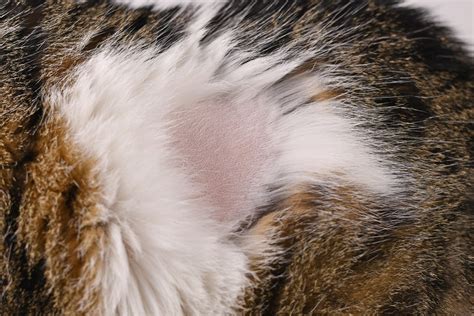 Understanding the Common Causes of Feline Hair Thinning