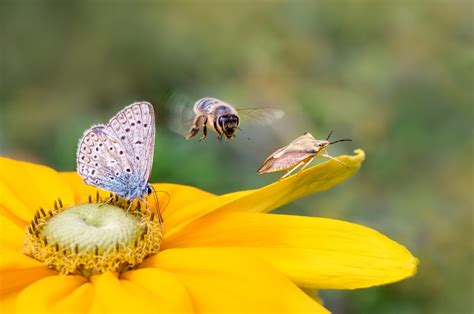 Understanding the Context: How Your Surroundings Influence Insect-related Dreams