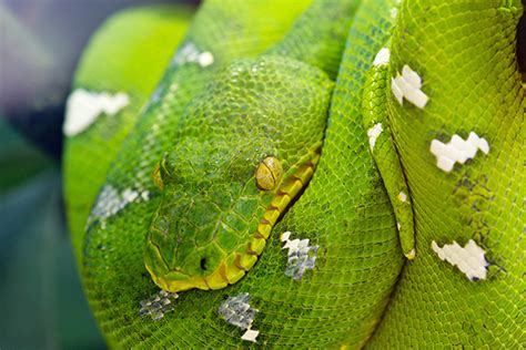 Understanding the Cultural Perspectives on Deceased Reptiles in Visions