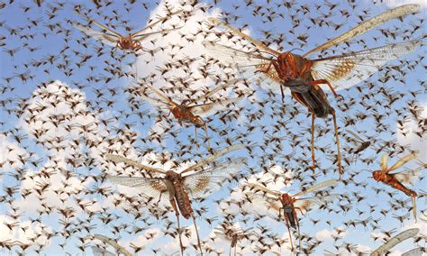 Understanding the Cultural and Historical Perspectives on Dreams Involving Insect Swarms