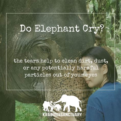 Understanding the Distress: Why Do Elephants Shed Tears?