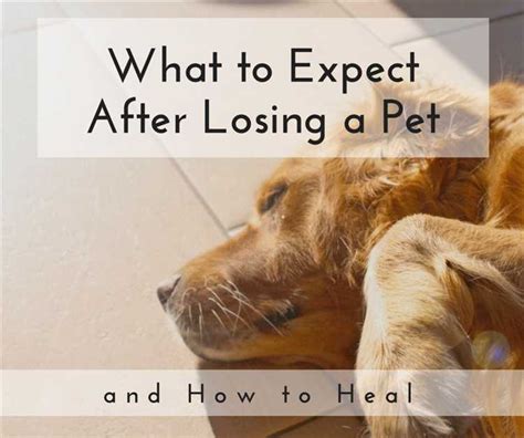 Understanding the Emotional Impact of Losing a Beloved Companion