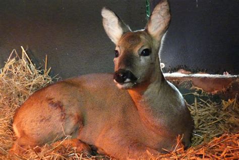 Understanding the Emotional Impact of Witnessing an Injured Buck in a Vision