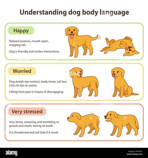 Understanding the Emotional States Reflected in Canine Urination Fantasies