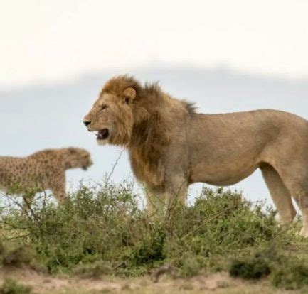 Understanding the Emotional and Physical Impact of Lion Dreams during Pregnancy