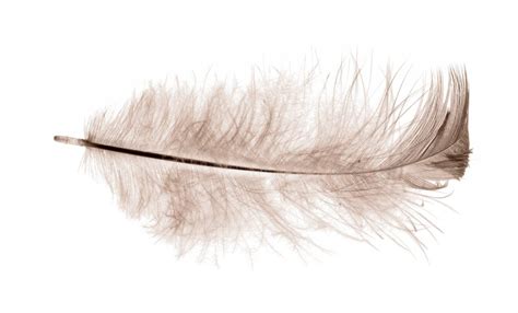 Understanding the Essence of Protection and Nurturing Portrayed in Dreams with Brown Feathers