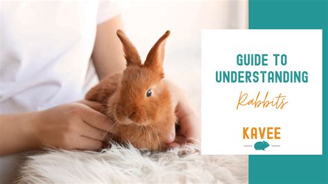 Understanding the Essential Needs of Rabbits