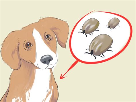 Understanding the Fundamentals of Canine Louse Infestation