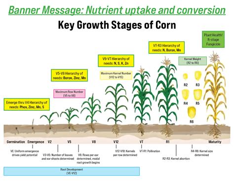 Understanding the Growth Stages of Corn Plants: From Sprout to Harvest